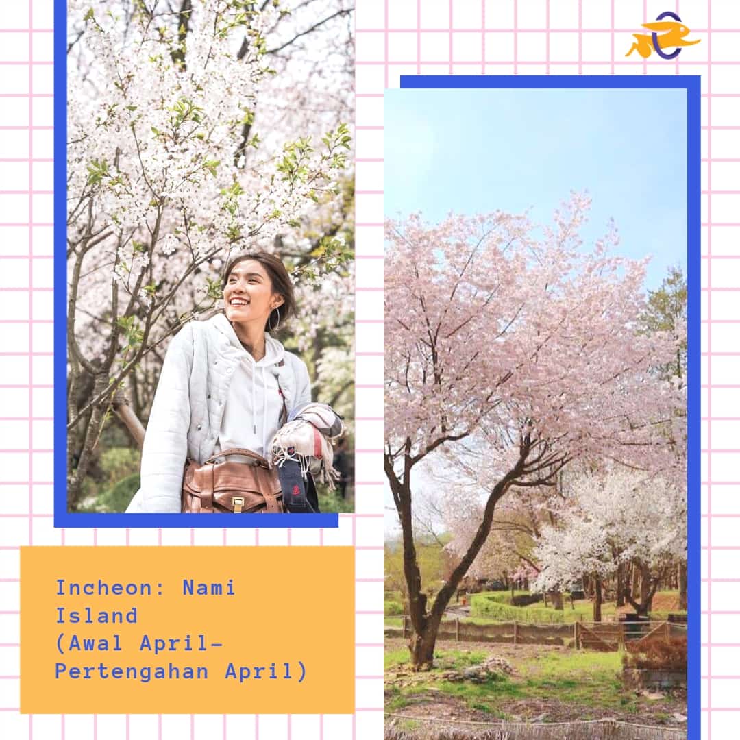 Jadwal Musim Sakura di Korea 2019