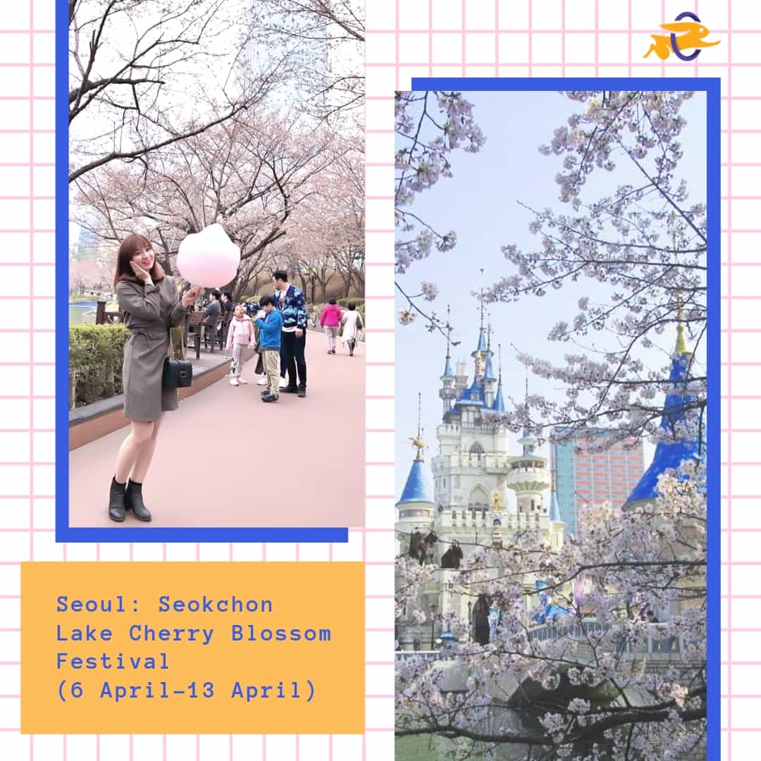 Jadwal Musim Sakura di Korea 2019