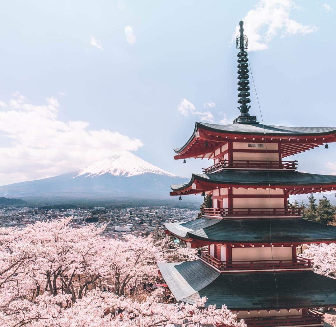 Tempat Terbaik Melihat Sakura di Jepang