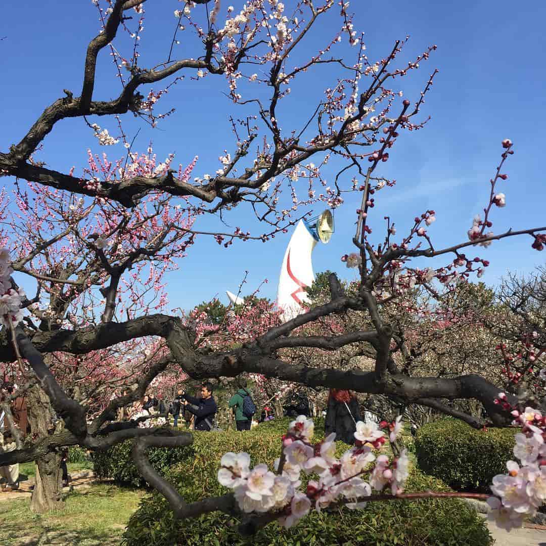 Tempat Terbaik Melihat Sakura di Jepang